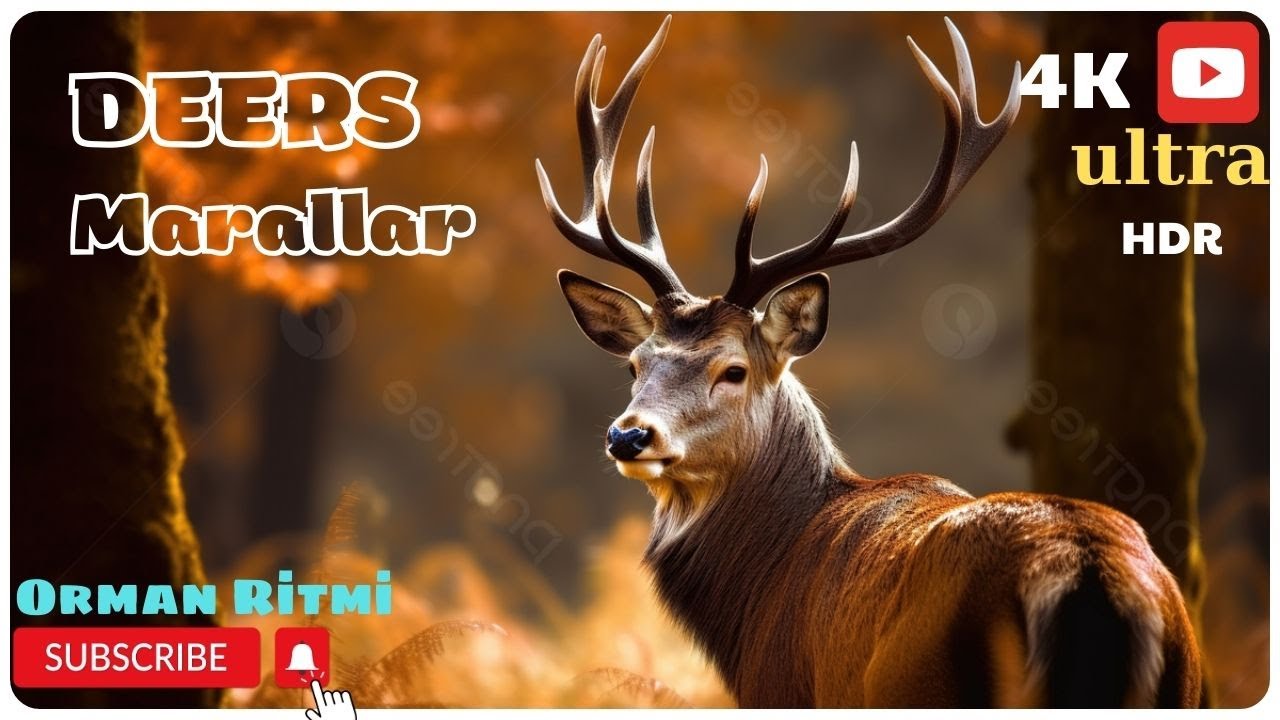 Deer - they attract attention with their horns  4K HD  (Marallar- buynuzları ilə diqqət çəkirlər)