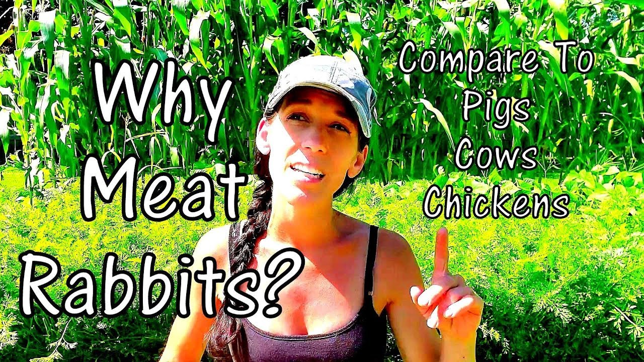 Why Rabbit Meat? - Comparing Rabbits To Cow Pig And Chicken