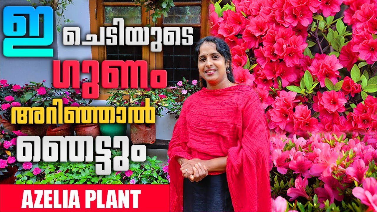 അസെലിയ ചെടിയിൽ ഇല കാണാതെ പൂക്കൾ |Azelia plant care