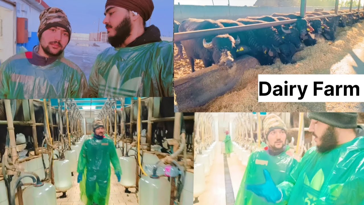 ITALY 🇮🇹 DAIRY FARM WORK|| BUFFALO 🐃 MILKING||