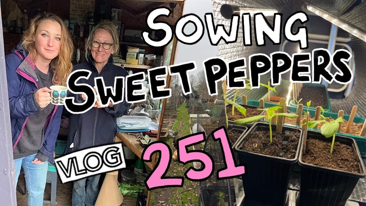 Sowing Peppers, Potting up Cucumbers and a failed Bird Watch (Thanks Lily!). Ep 251 || plot 37