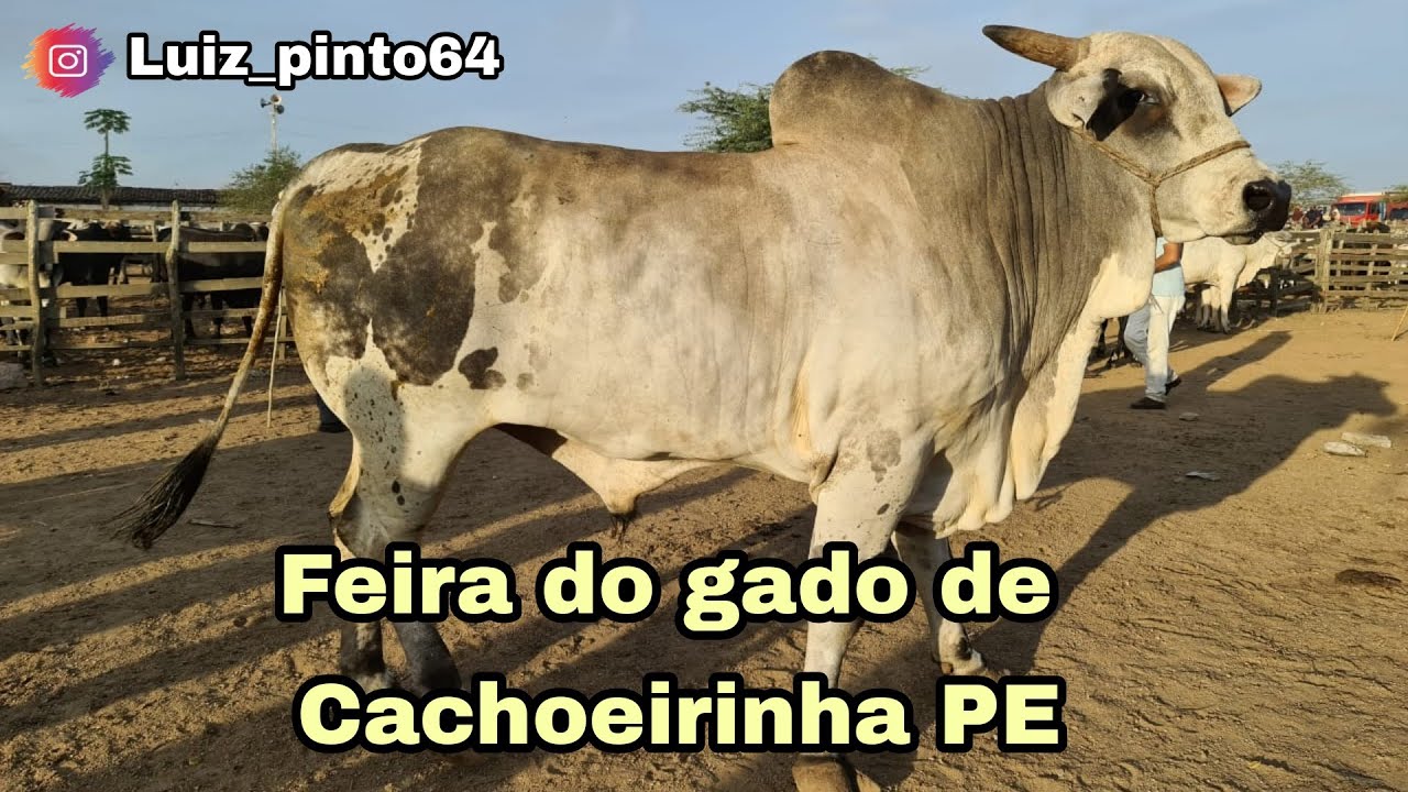 FEIRA DO GADO DE CACHOEIRINHA PE 18/02/2021 (Arroba do boi gordo saindo a 280)