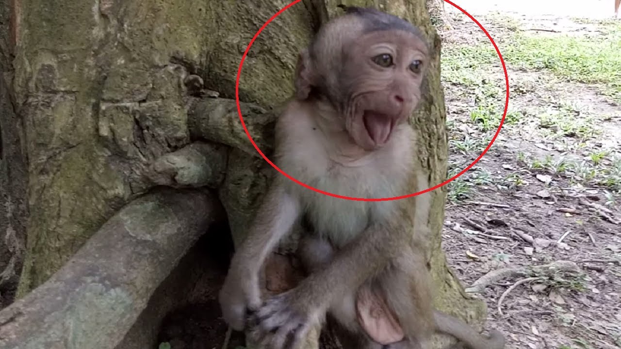 Baby Monkey Cry Loudly ST714 Mono Monkey