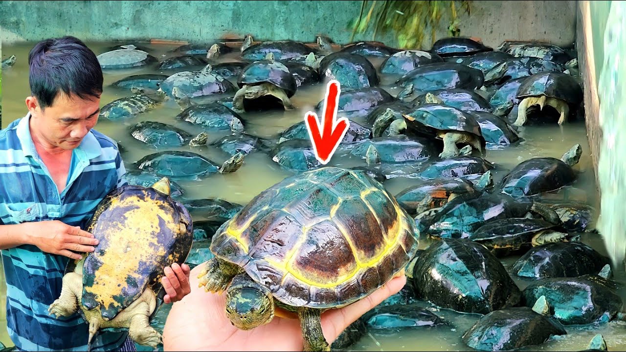 Độc lạ: Rùa Đột Biến quí hiếm ở trang trại nuôi Càng Đước tiền tỉ lớn nhất tỉnh An Giang