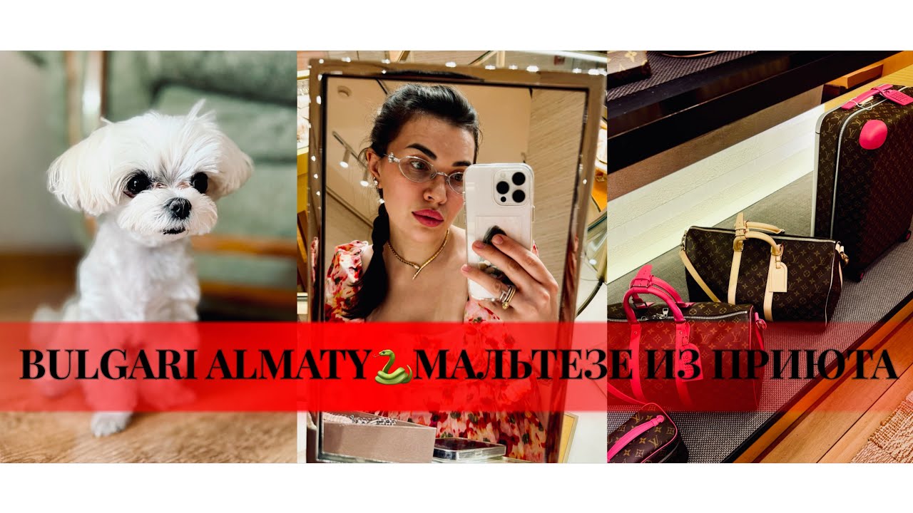 🐍BULGARI💃🏻QUEEN ALMATY🐶МАЛЬТЕЗЕ ИЗ ПРИЮТА