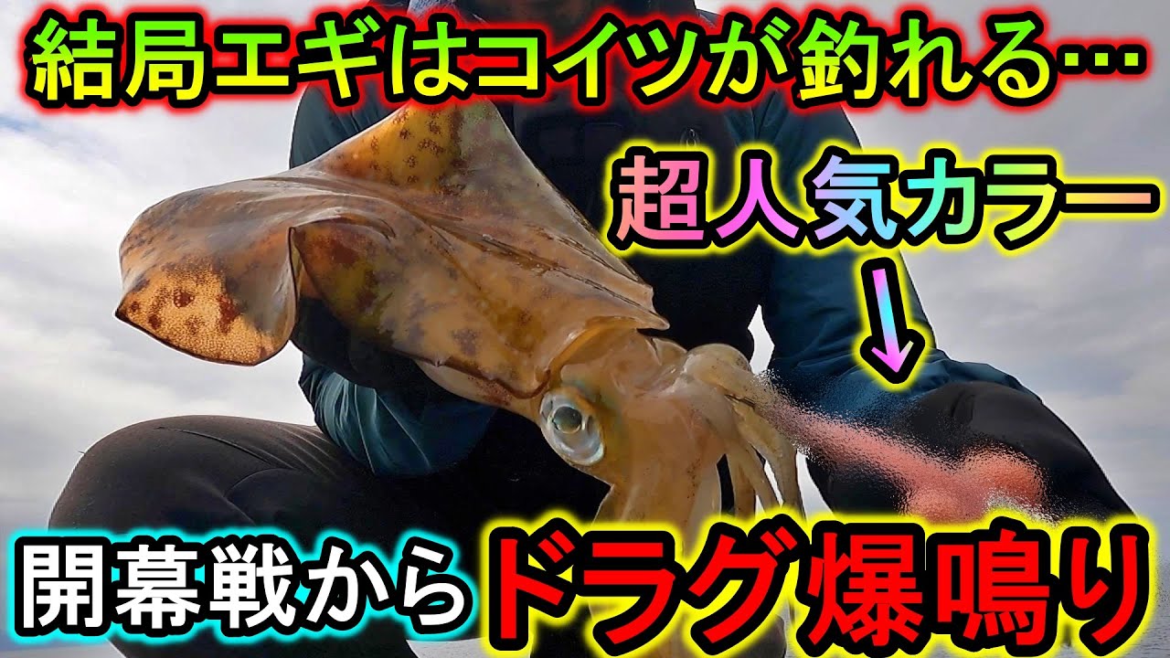 エギはこの超人気カラーが結局強い…春アオリイカ開幕戦でドラグが鳴りまくります