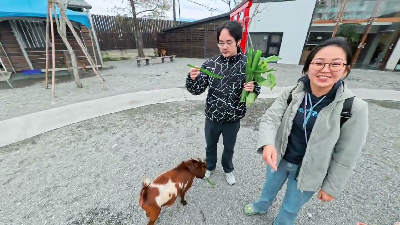2026/1/12不推薦的宜蘭名農場，要跟卡皮巴拉互動比較推薦宜蘭星夢