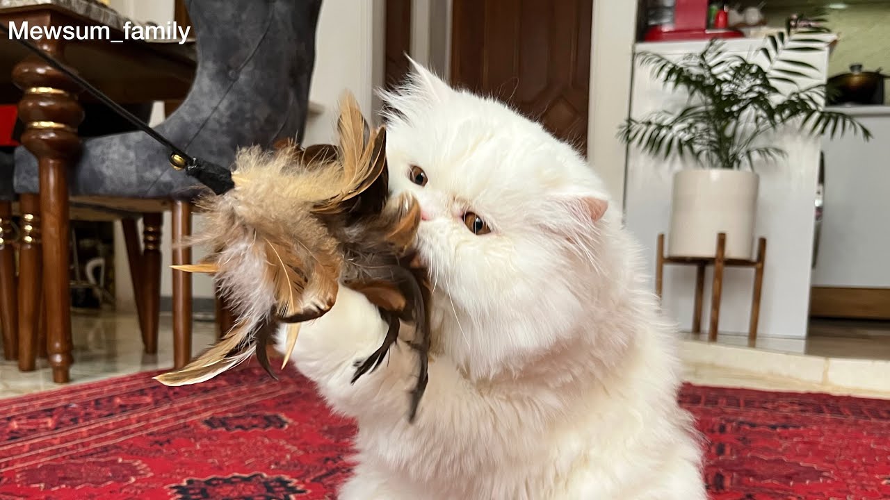 Cute kitty playing with her new toy(asmr)