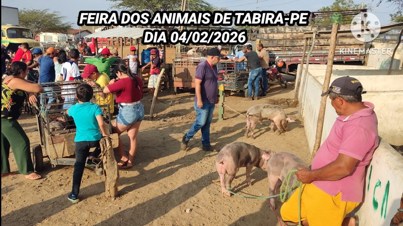 Feira do Porco , Bacurinhos e Aves de Tabira-PE dia 04/02/26