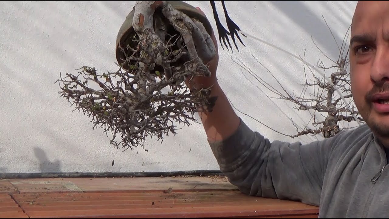 Cuando regar nuestro bonsai