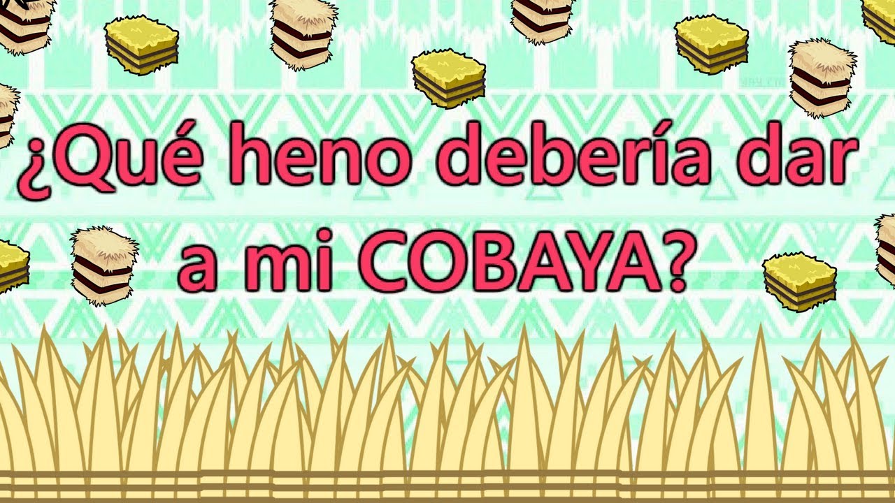 TIPOS DE HENO PARA COBAYA + REGALO | Phoebe y Equis Cobayas