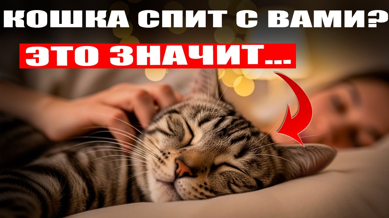 Кошка спит с вами?  Это ЗНАЧИТ...