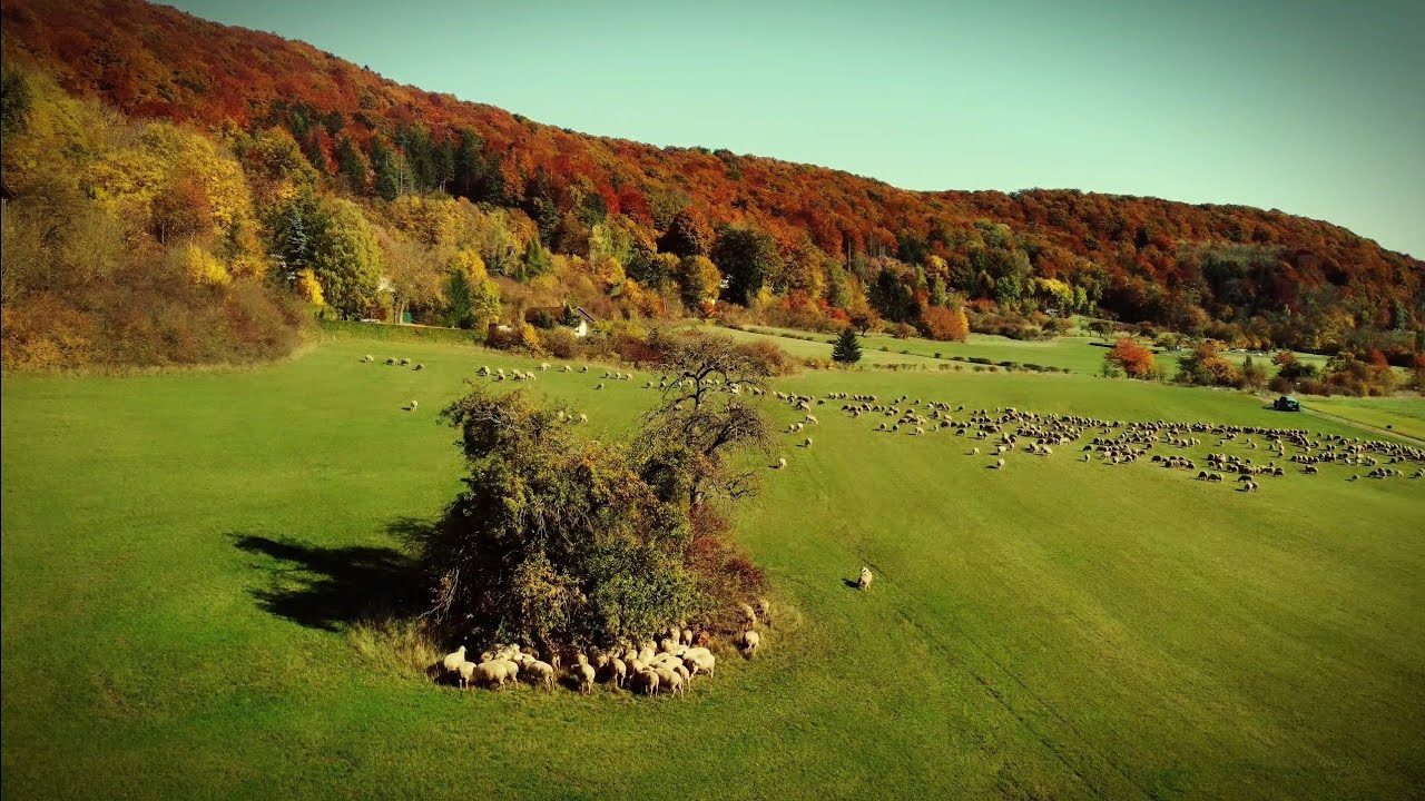 🐑🌄🍁🍂🍃🌳 Herbstblick 2025 in Kaltennordheim | Rhön | Thüringen | DJI