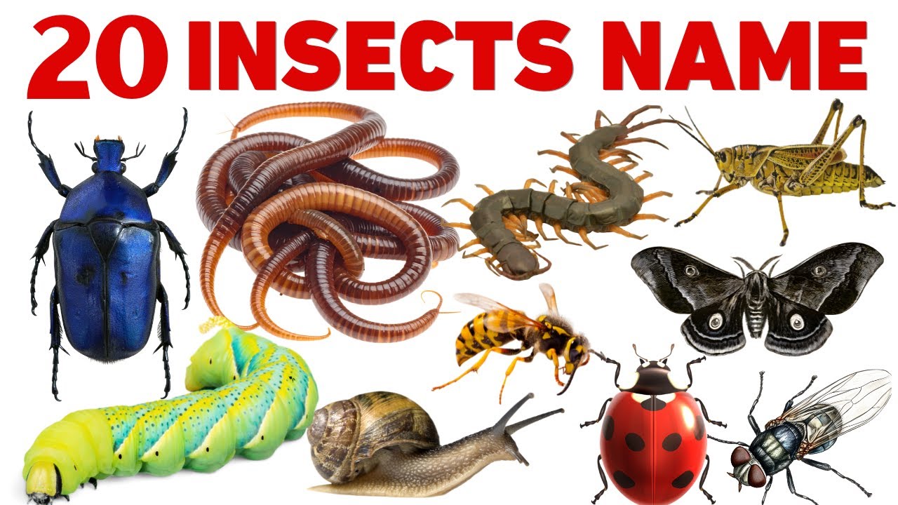 Insect Names for Kids | Keede Makode Ke Naam | Learn Insects for Children