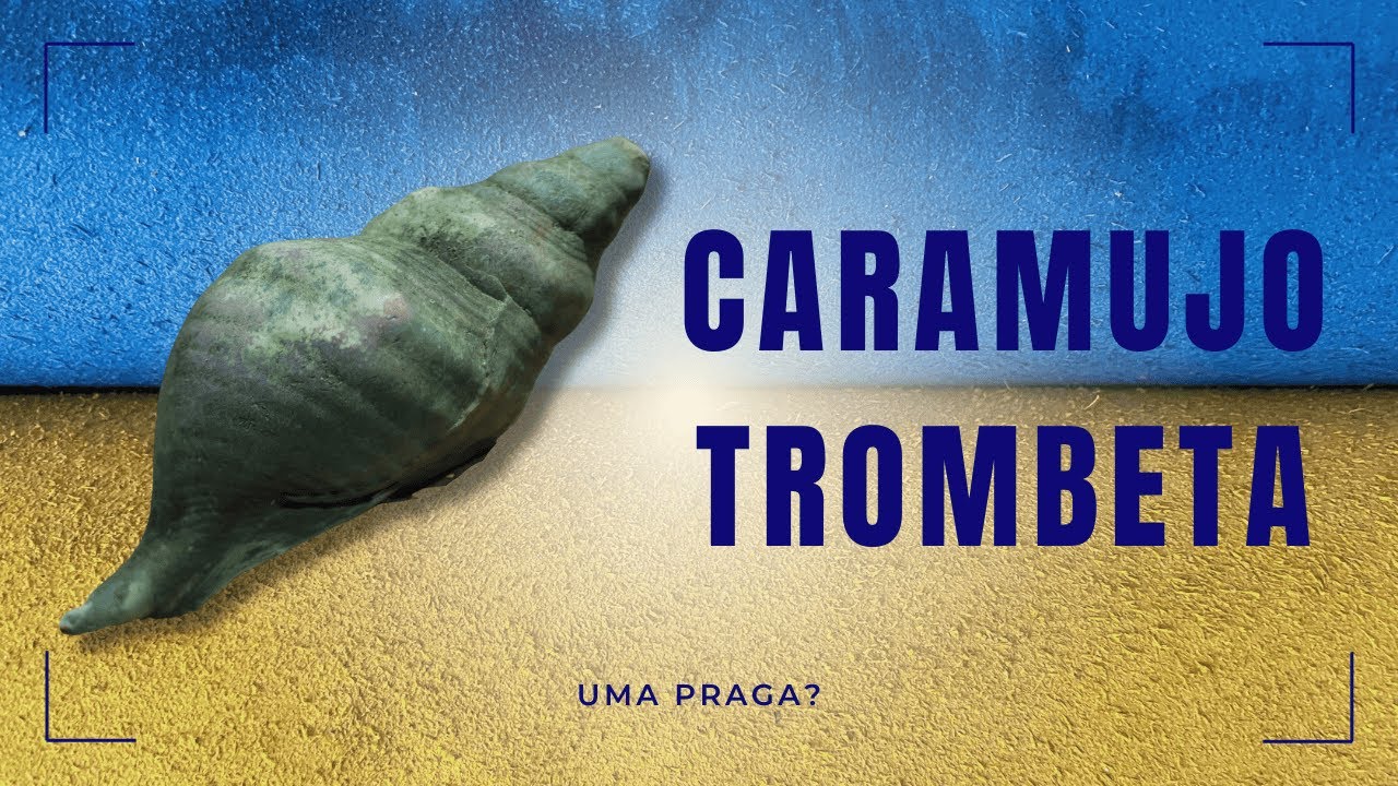 Cheio de caramujo trombeta no aquário