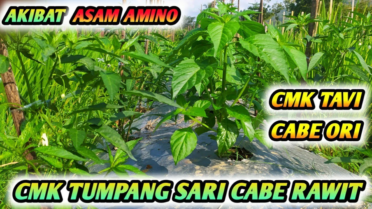 BUDIDAYA CMK TUMPANG SARI CABE RAWIT ORI 212 METODE PROFESOR CABE USIA 1 BULAN - CMK TAVI CABE ORI