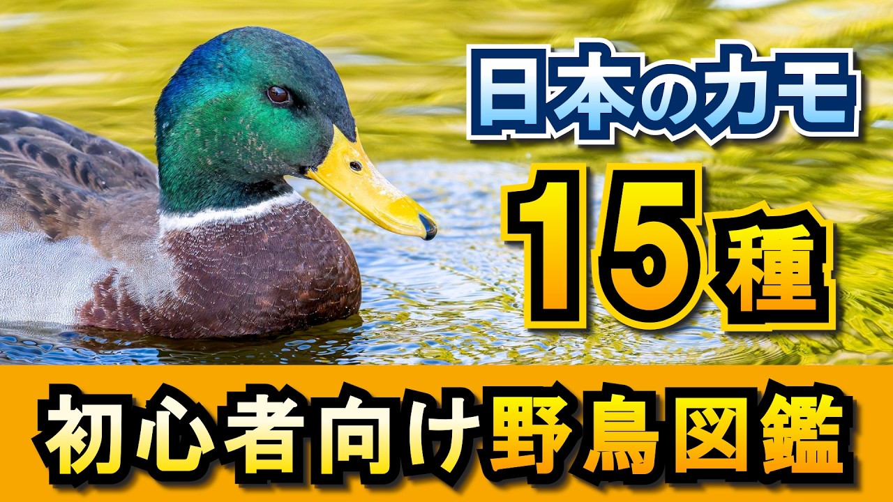 【徹底解説】日本のカモ15種の見分け方！冬の野鳥観察を楽しもう！