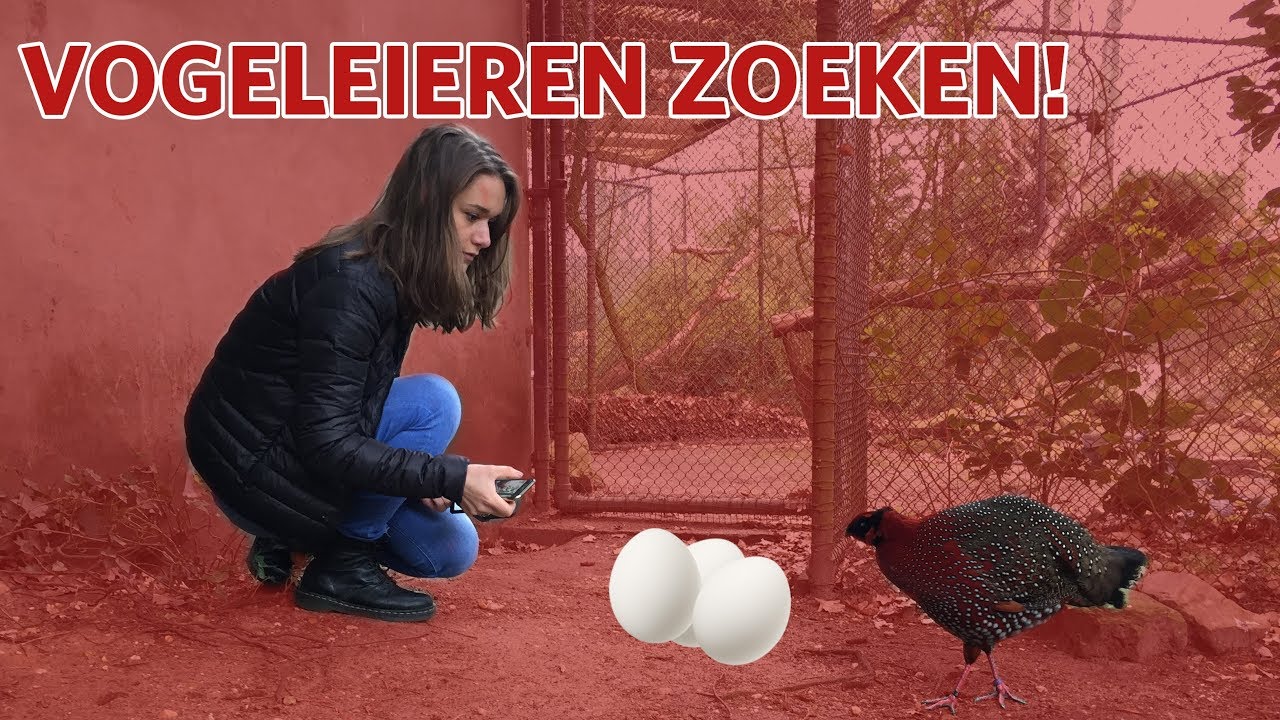 🧐 Eieren zoeken bij de vogels 🧐