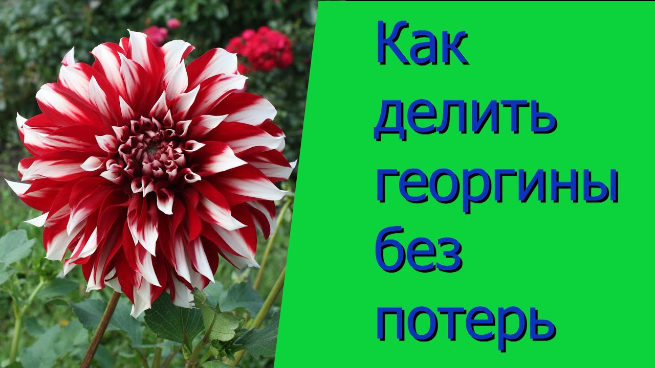 Как делить георгины без потерь