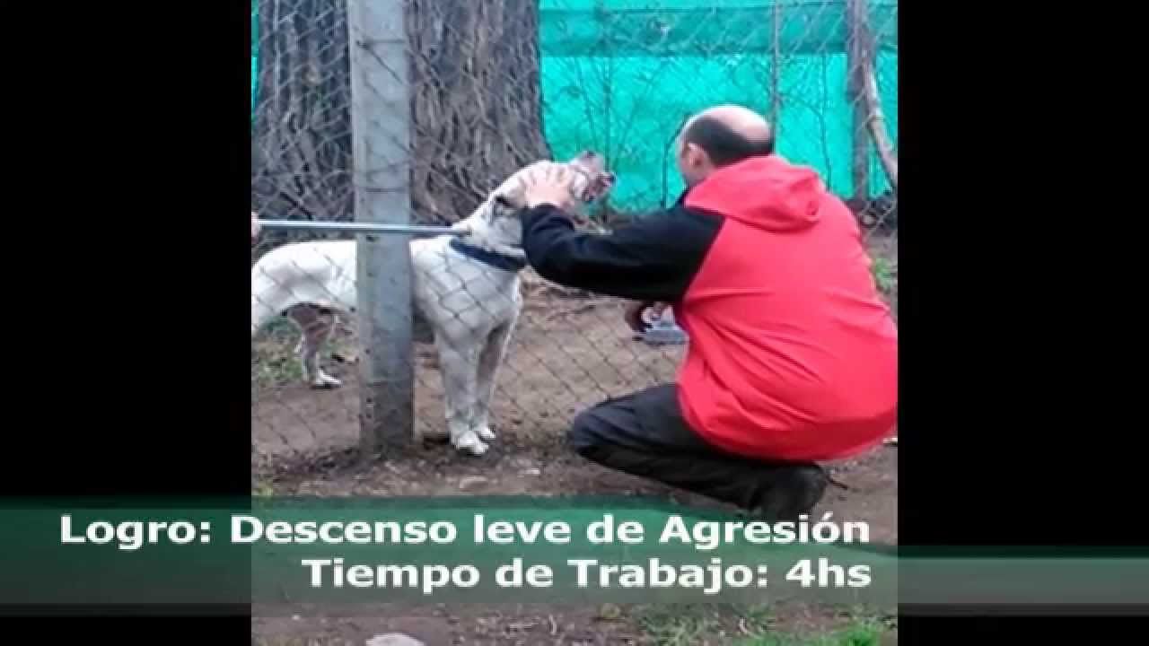 Ex Jack Ahora Rocsen Antes y Después - Agresión - Gulliver Dog Team