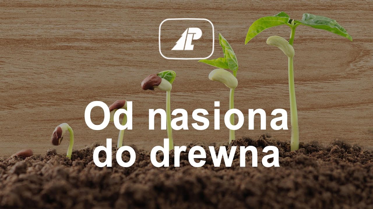 Od nasiona do drewna