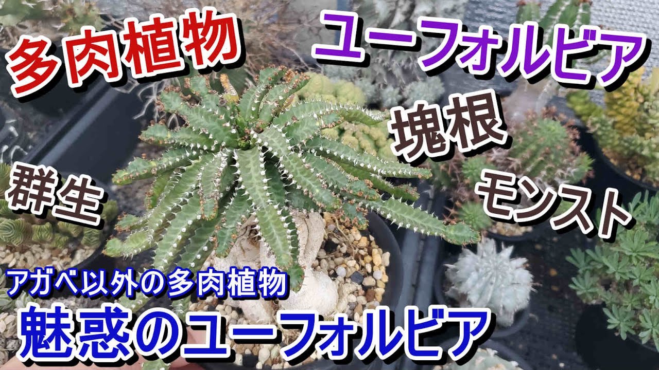 【多肉植物】魅力的なユーフォルビア紹介！不思議な草姿・塊根・モンスト・群生など、我が家のアガベ以外の多肉植物です。【Euphorbia】【園芸】