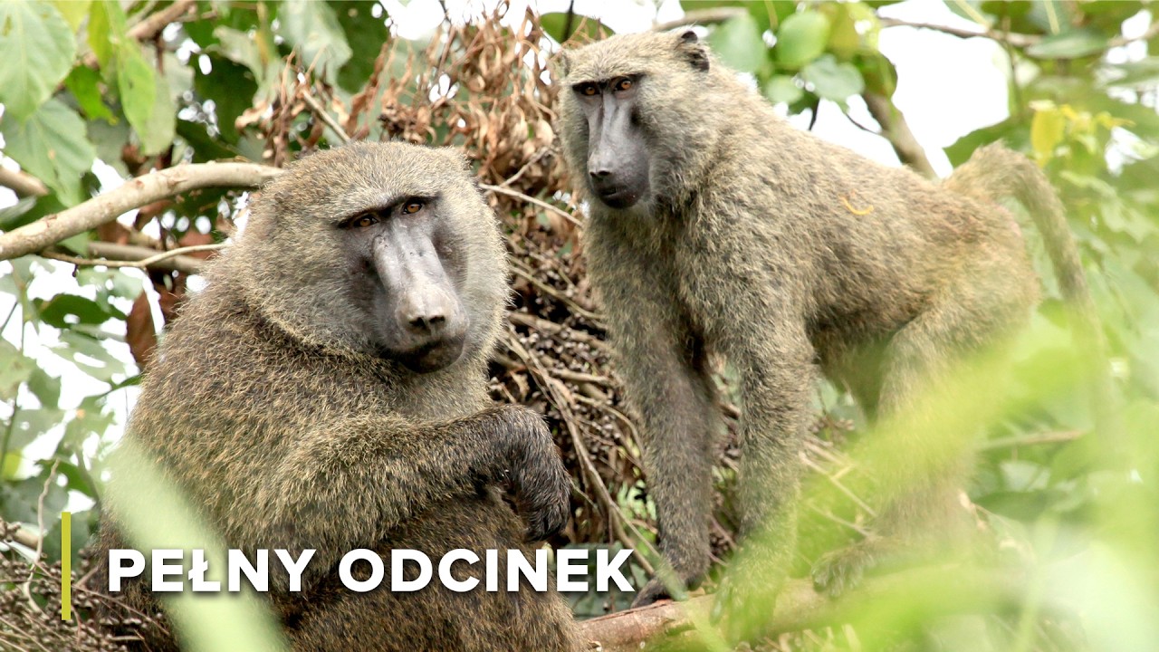 Niezwykłe naczelne Etiopii | Ikony Dzikiej Przyrody 107