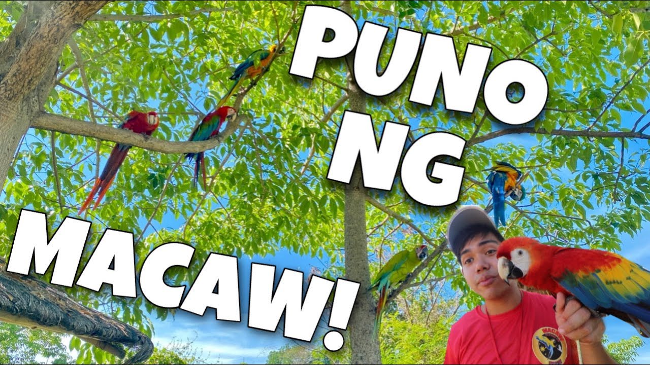 FIRST OUTDOOR TRAINING OF OUR BIRD BELLA! Tree of macaws in Antipolo (SCARLET MACAW!) | Murillo Bros