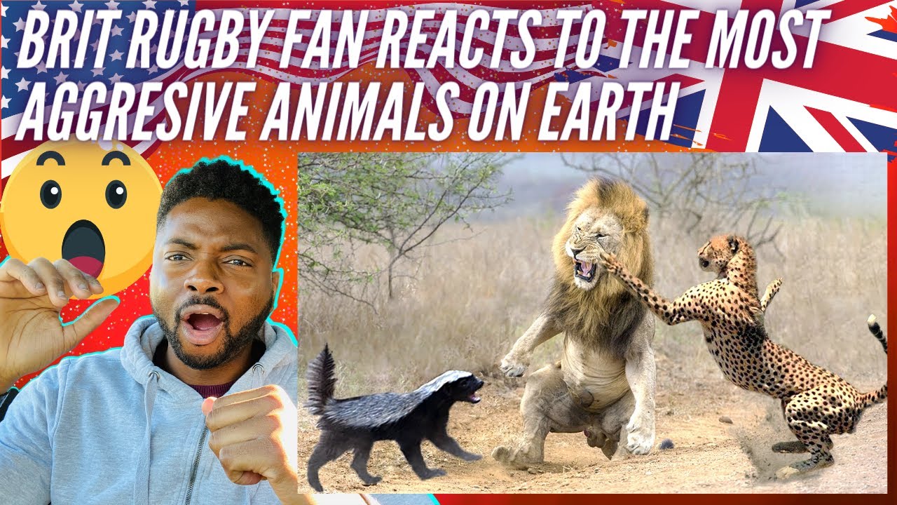 🇬🇧 BRIT Rugby Fan Reacts To The Top Ten MOST AGGRESSIVE Animals On The PLANET!