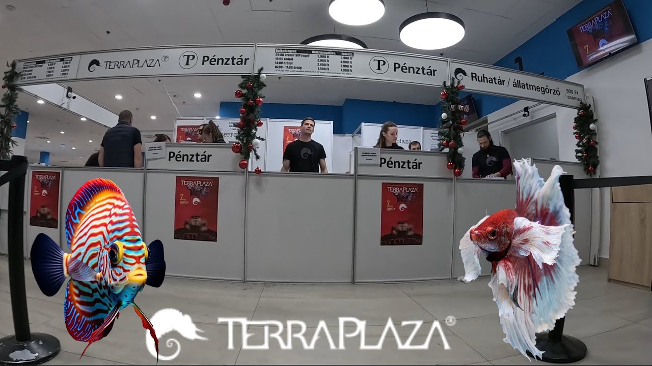 TetraTrip, Gyerünk a Lurdy-ba, Egy évzáró utolsó jubileumi TerraPlaza a barátaimmal.