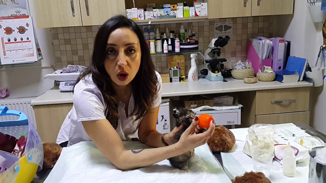 Annesiz yavru bir kediye nasıl bakarım? Vet.Hek. Gizem Taktak