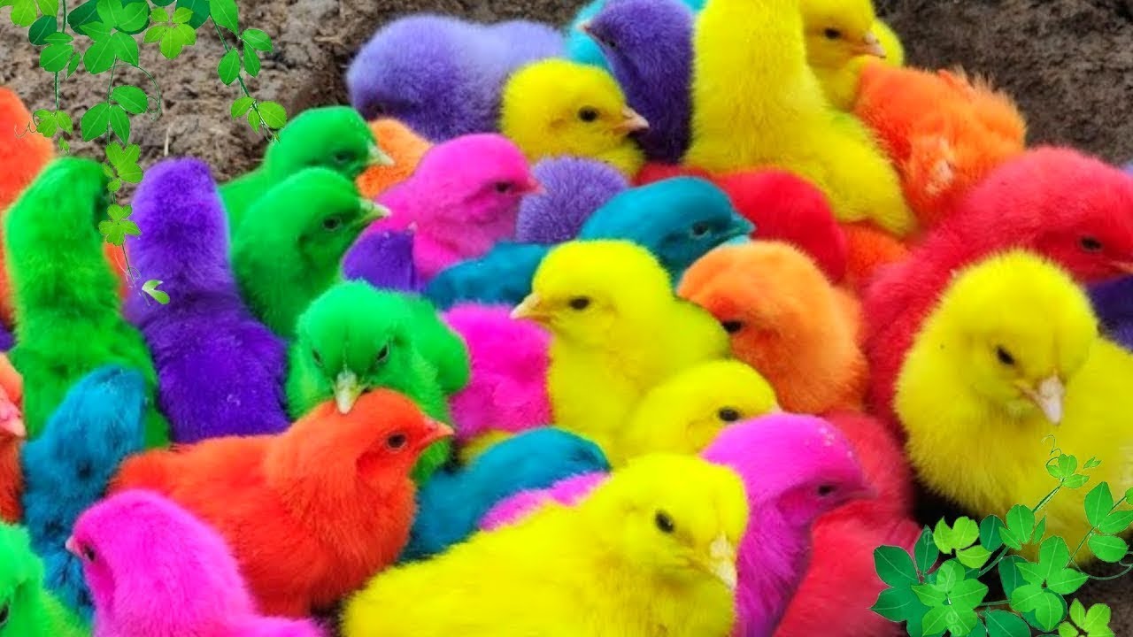 Rainbow Chickens & Cute Animals 🐥🌈 | Funny Ducks, Rabbits and Pets