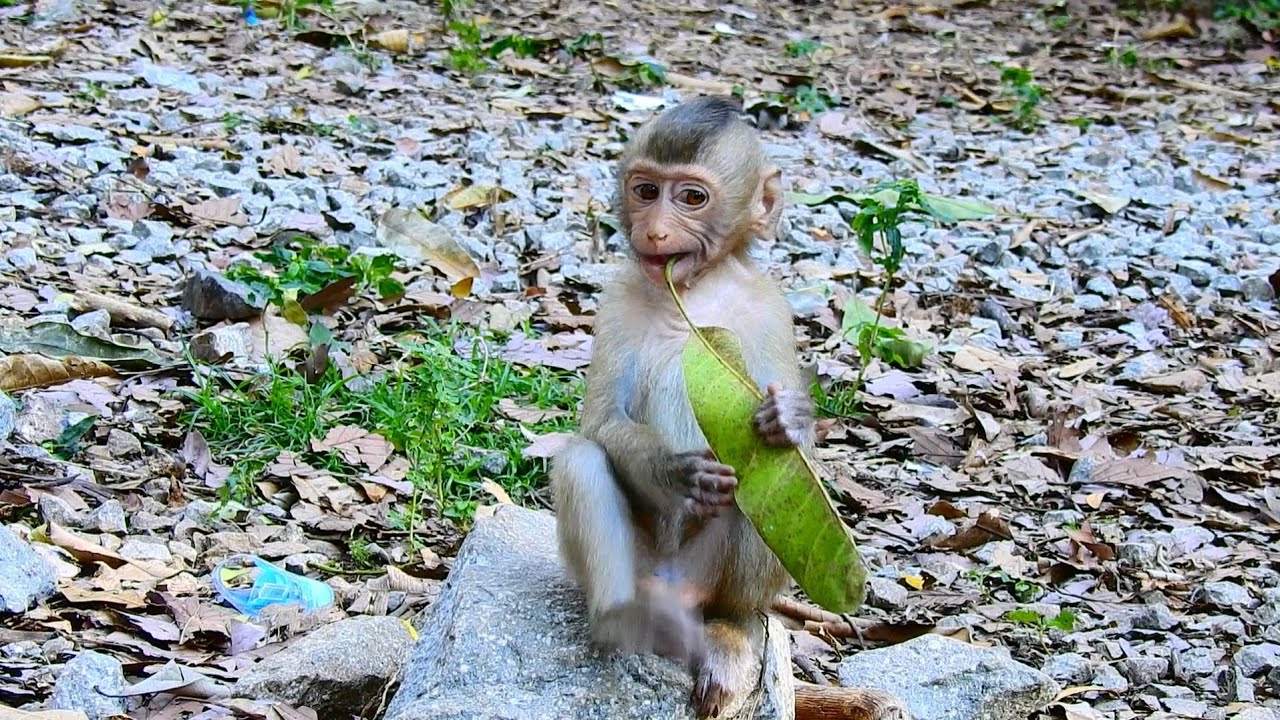 Funny Baby monkey Rojo and Sovana plays on the ...