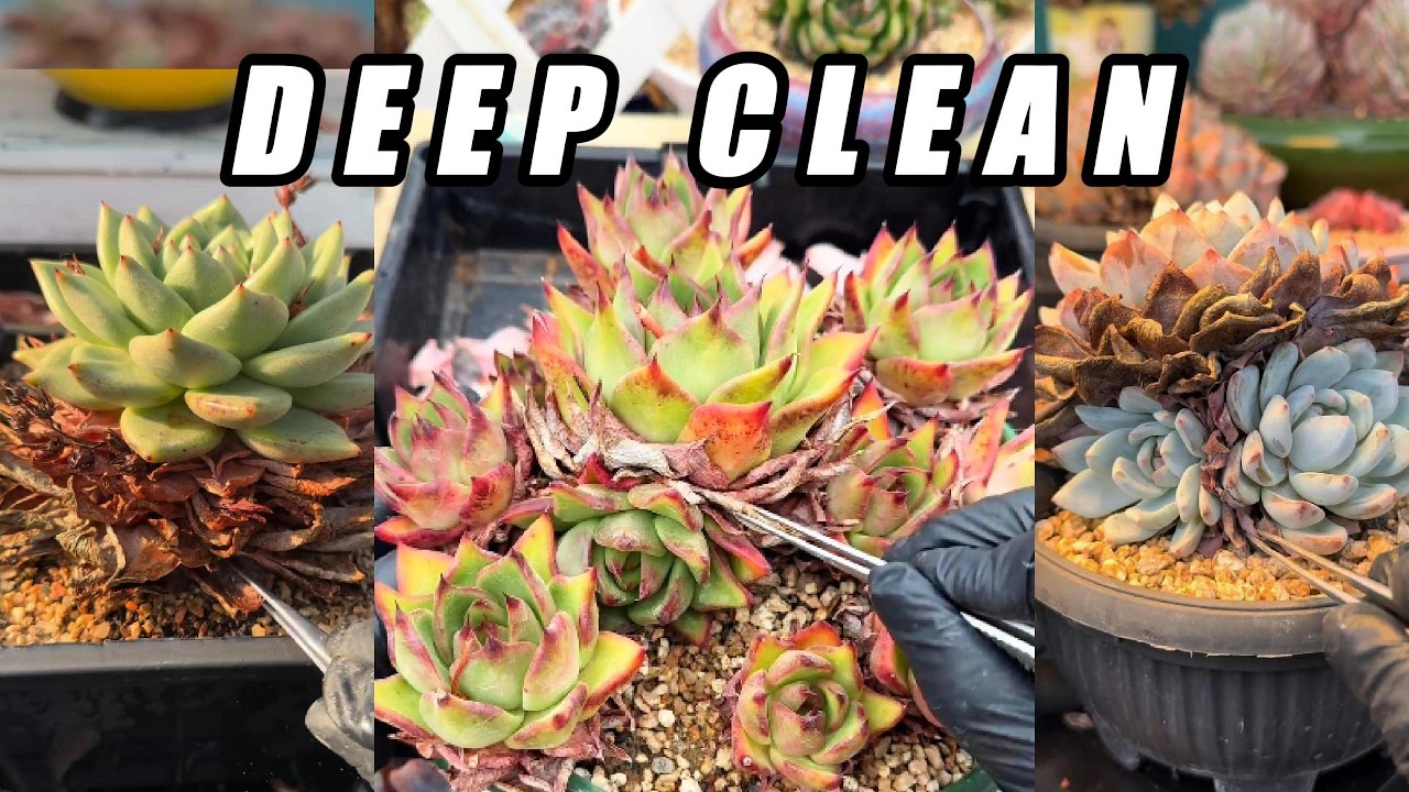 ULTRA CRUNCHY 🌵 Massive Dry Leaf Removal | Dense Multi-Head Succulent Deep Clean ASMR (No Talking)