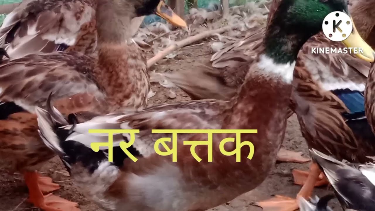 बत्तक की नर और मादा में पहचान करना