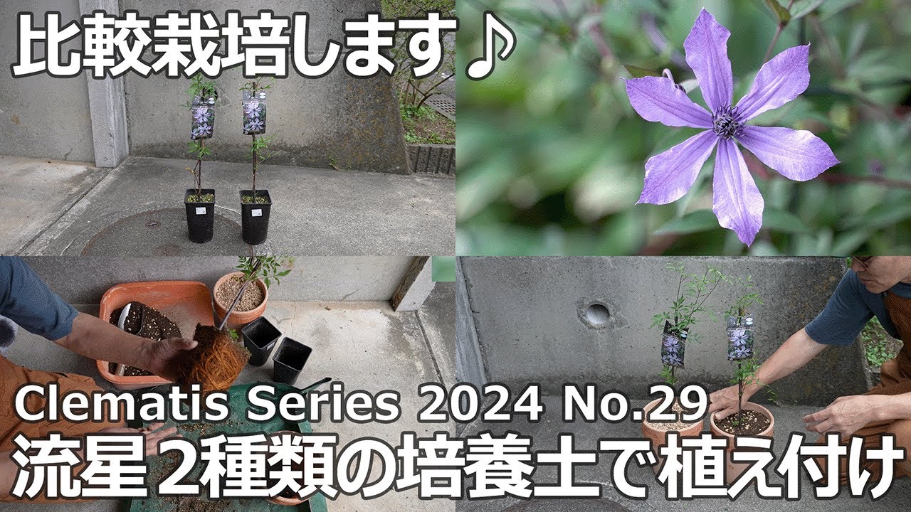 【クレマチスシリーズ 2024 No.29】培養土を変えて比較栽培します♪