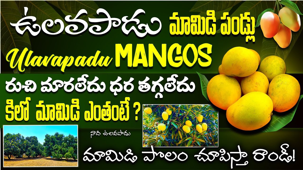 Ulavapadu mangos / ఉలవపాడు మామిడి పండ్లు / ulavapadu mango rates / ulavapadu mango market/ulavapadu