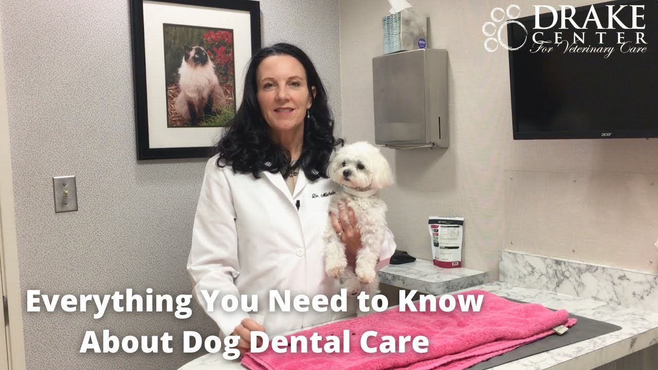 Everything You Need to Know About Dog Dental Care