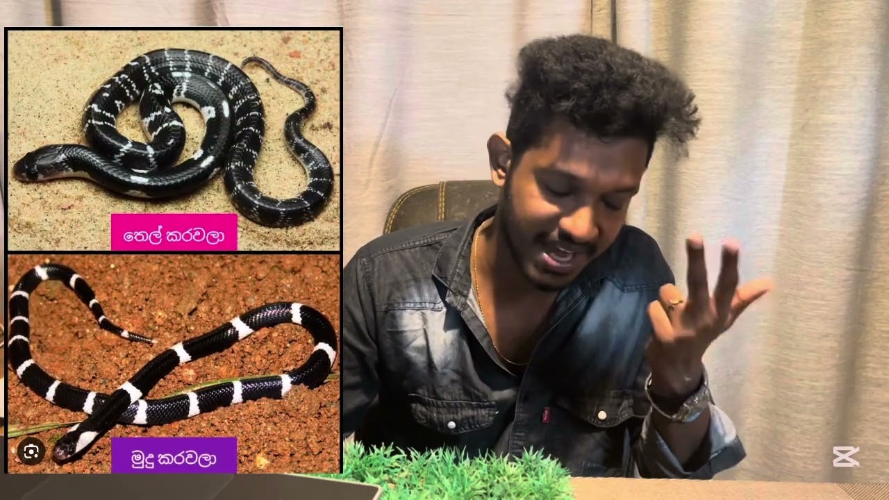 සර්පයන් භාවිතයෙන් මිනී මැරුම්..