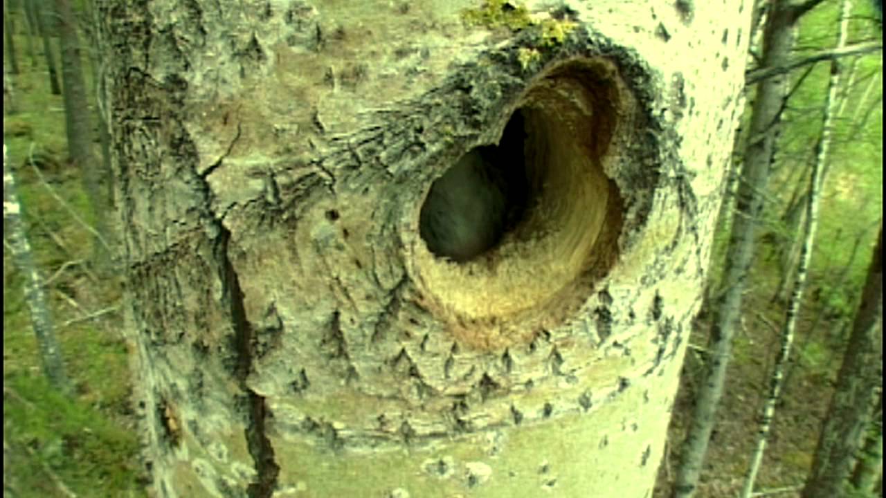 Arbetets och djurens landskap