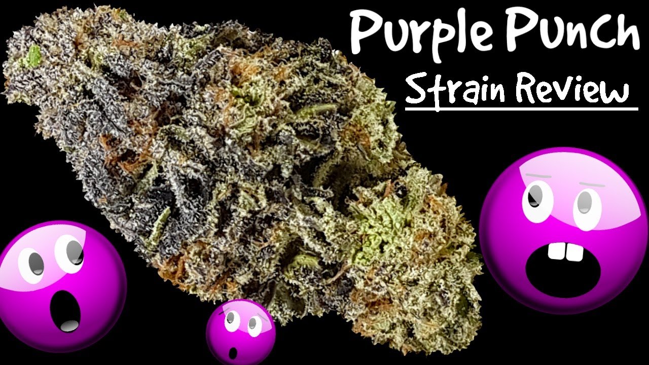 Purple Punch OFFICIAL Strain Review 🤜  🤛