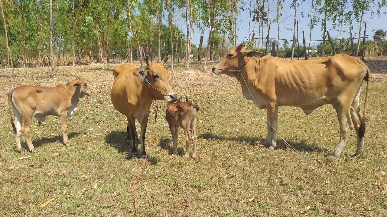 ชุดน่าเลี้ยง065-2076884ส่งฟรีรายละเอียดในคลิป21/2/69/1