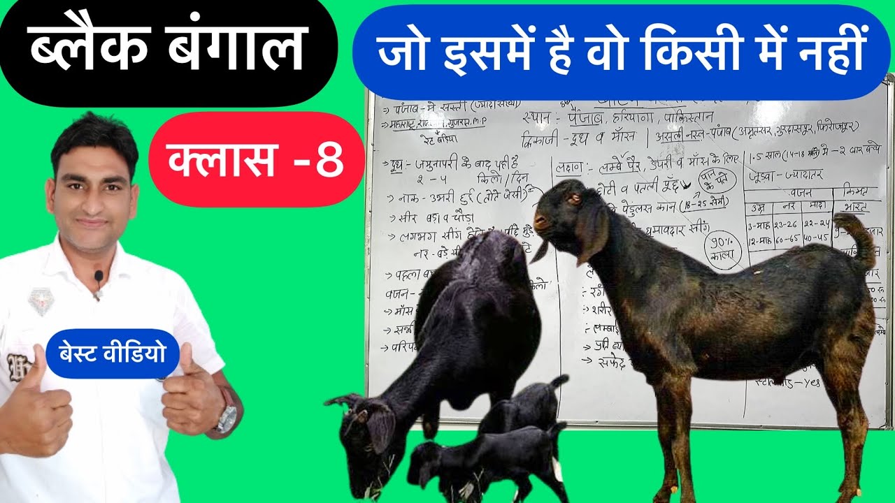 Free Online Goat Farming Training फ्री भेड़-बकरी पालन प्रशिक्षण ।Black Bengal | ब्लैक बंगाल | NLM |