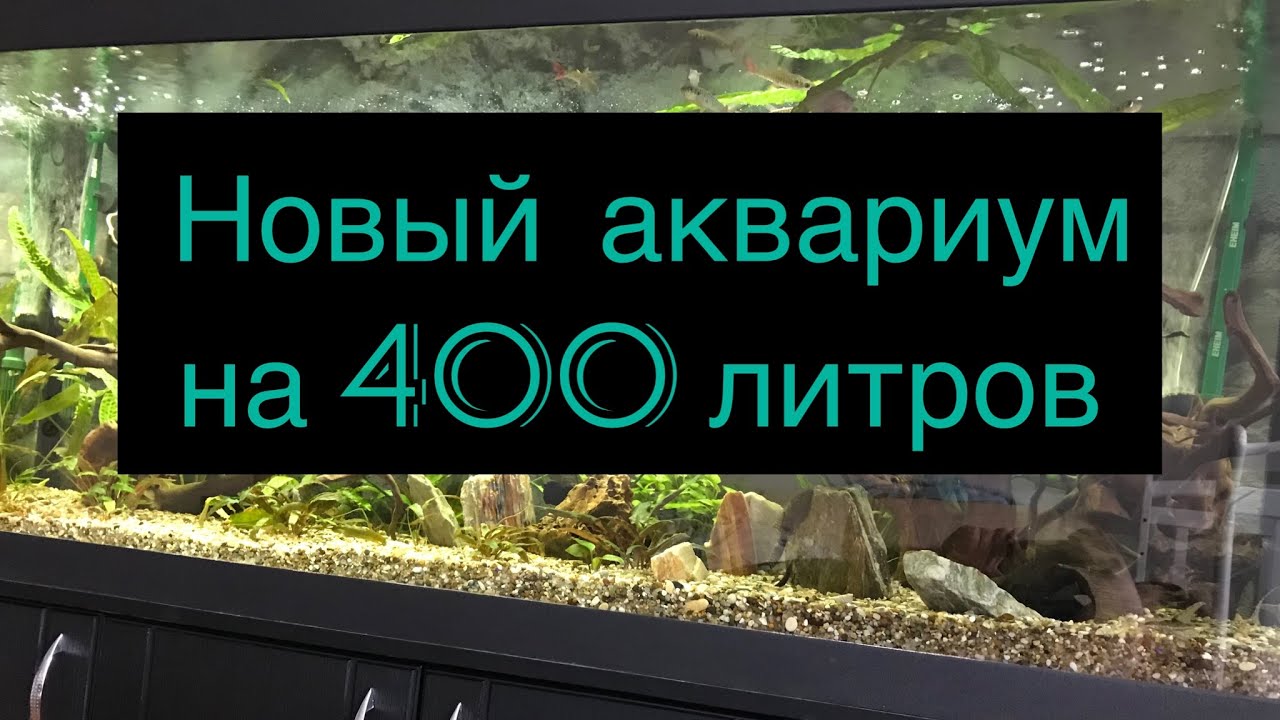 Новый аквариум на 400 литров!! Уару, милеусы шомбургка…