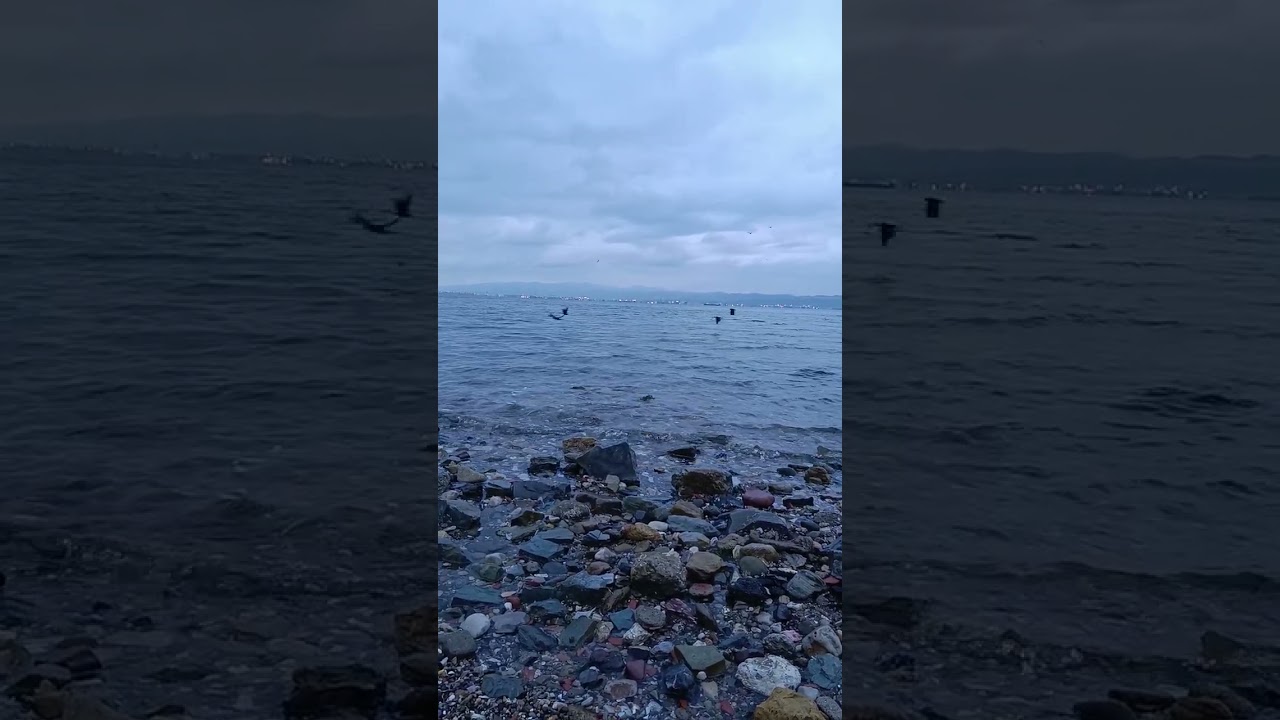 Morning Therapy 🌊 #sea #birds #wave #wavesound #cloud #shorts #shortsviral #shortvideo #shortsvideo