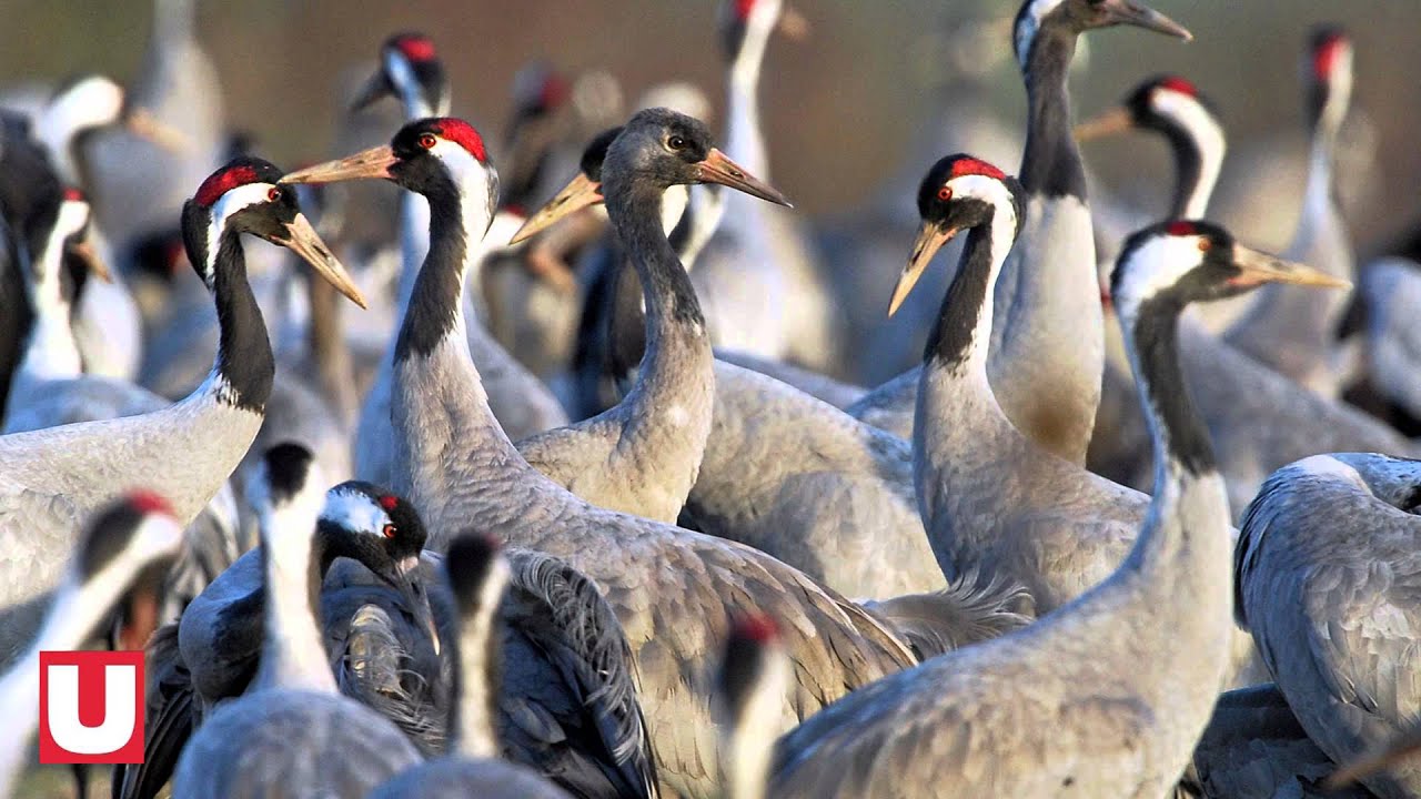 Des grues cendrées dans la tourmente