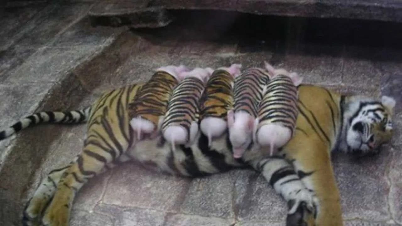 MAMMA TIGRE ADOTTA CUCCIOLI DI MAIALE ... STORIA COMMOVENTE