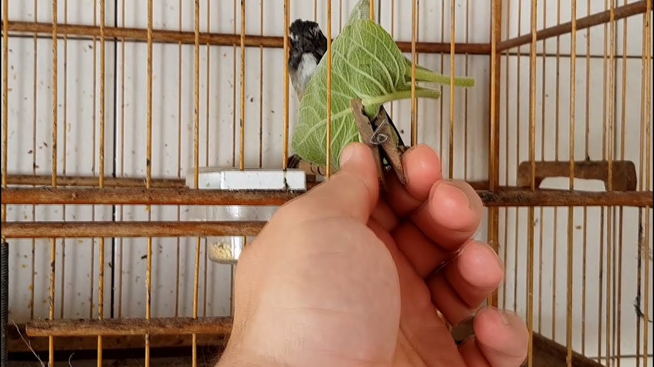 Seu trinca ferro come e você não sabia folhas de Boldo