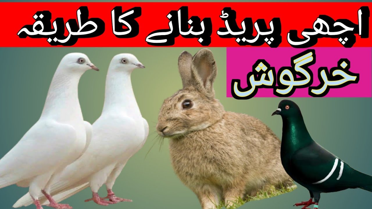 How to Breeding Pigeon Setup/Home Pigeon&Rabbits Farming in Pakistan .Rabbit Farm