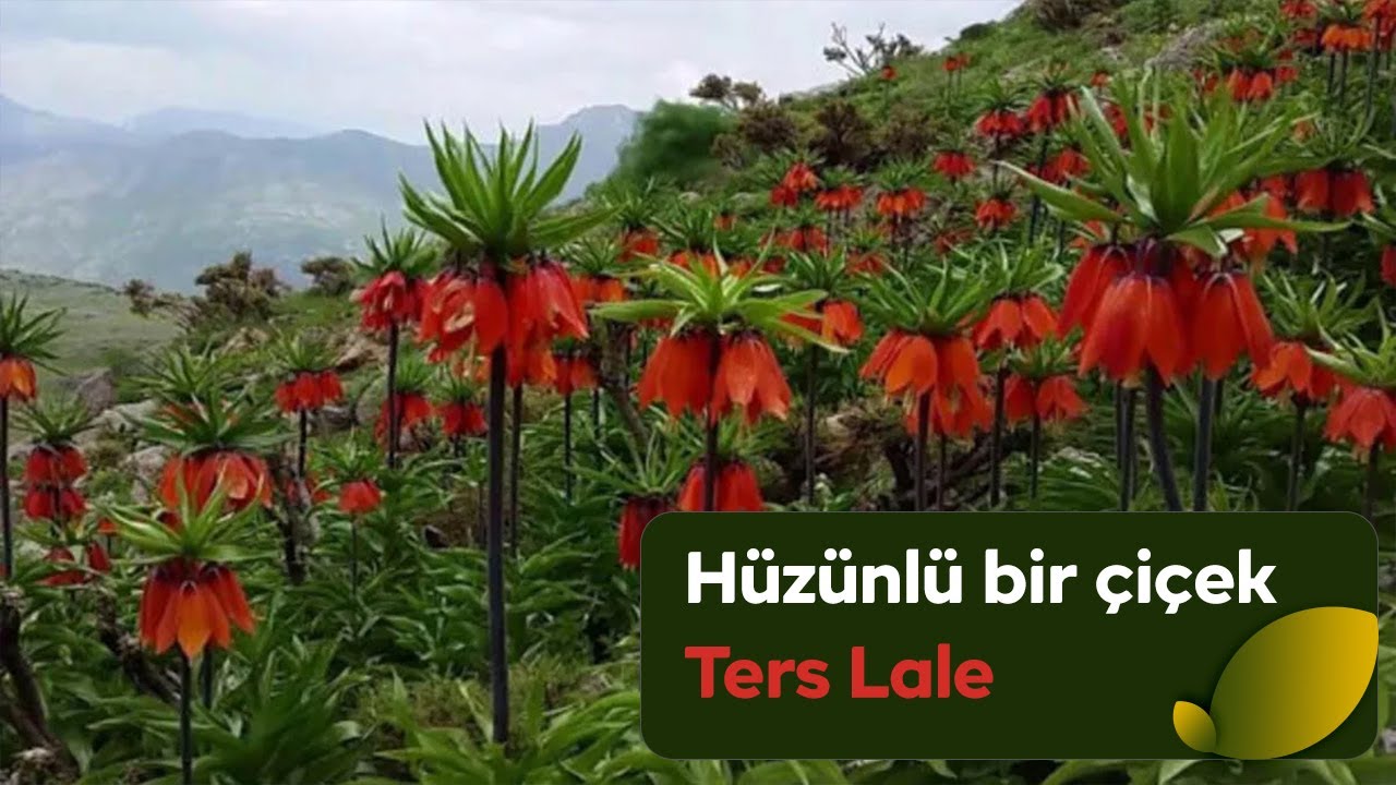 H&uuml;zn&uuml;n sembol&uuml; &ldquo;Ters Lale&rdquo; #terslale#doğanınizinde#doğa#&ccedil;evre